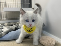 ���O�h�[��