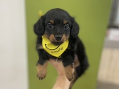 �~�b�N�X(�J�j���w���_�b�N�X�~�`����)