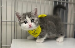 �}���`�J��(�Z��)