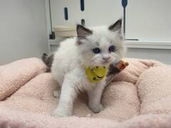 ���O�h�[��