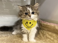 �y���V��