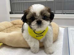 �V�[�E�Y�[