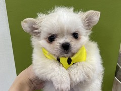 �~�b�N�X(�`�����~�y�L�j�[�Y)