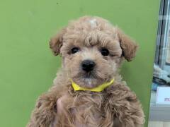 �g�C�v�[�h��