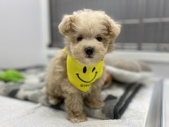 �~�b�N�X(�}���`�[�Y�~�g�C�v�[�h��)