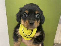 �~�b�N�X(�J�j���w���_�b�N�X�~�`����)