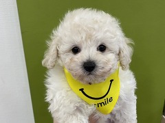 �g�C�v�[�h��