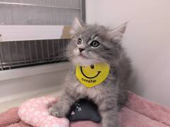 �T�C�x���A��