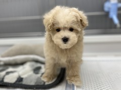 �~�b�N�X(�}���`�[�Y�~�g�C�v�[�h��)