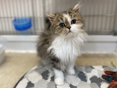 �y���V��