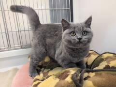 �u���e�B�b�V���V���[�g�w�A