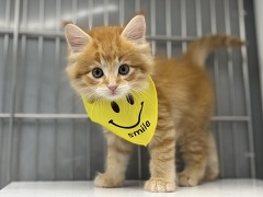 ���C���N�[��