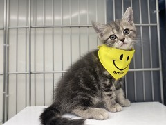 �A�����J���V���[�g�w�A