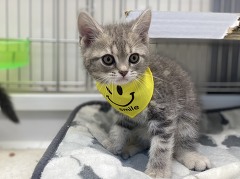 �A�����J���V���[�g�w�A