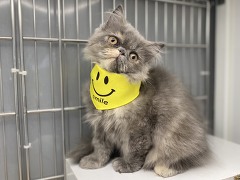 �y���V��