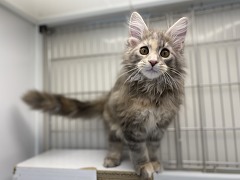 ���C���N�[��