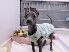 �C�^���A���E�O���[�n�E���h