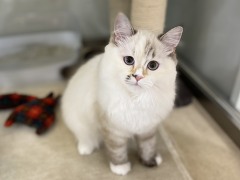 ���K�}�t�B��