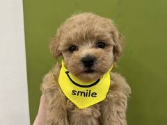 �~�b�N�X(�g�C�v�[�h���~�}���`�[�Y)