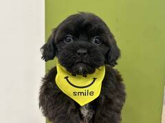 �~�b�N�X(�V�[�Y�[�~�g�C�v�[�h��)