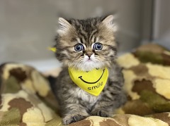 ���K�}�t�B��