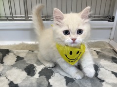 ���K�}�t�B��