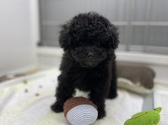 �g�C�v�[�h��