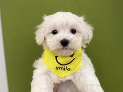 �~�b�N�X�}���`�[�Y�~�g�C�v�[�h��