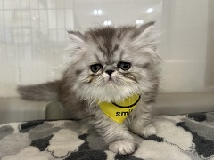 �y���V��