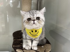 �G�L�]�`�b�N�V���[�g�w�A