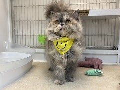 ���K�}�t�B��