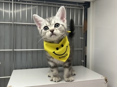 �A�����J���V���[�g�w�A