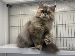 ���K�}�t�B��