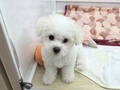 �r�V�����E�t���[�[