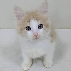 �m���E�F�W�����t�H���X�g�L���b�g