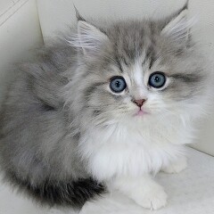 �}���`�J�������O�w�A�[