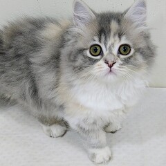 �~�k�G�b�g