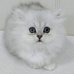 �y���V��