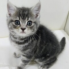 �X�R�e�B�b�V���t�H�[���h