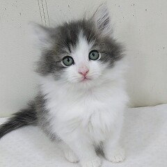 �T�C�x���A��