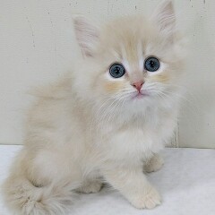 �T�C�x���A��