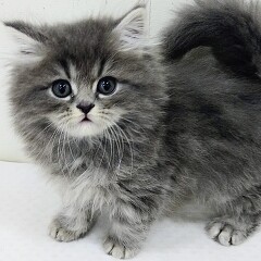 �X�R�e�B�b�V���t�H�[���h�����O�w�A�[