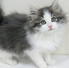 �T�C�x���A��