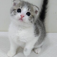 �X�R�e�B�b�V���t�H�[���h