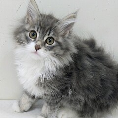 �T�C�x���A��