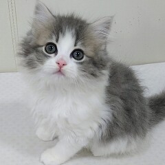 �}���`�J�������O�w�A�[