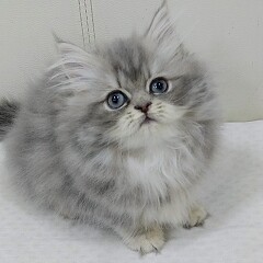 �y���V��