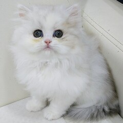 �~�k�G�b�g