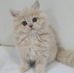 �X�R�e�B�b�V���t�H�[���h�����O�w�A�[