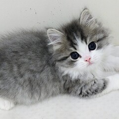 �X�R�e�B�b�V���t�H�[���h�����O�w�A�[